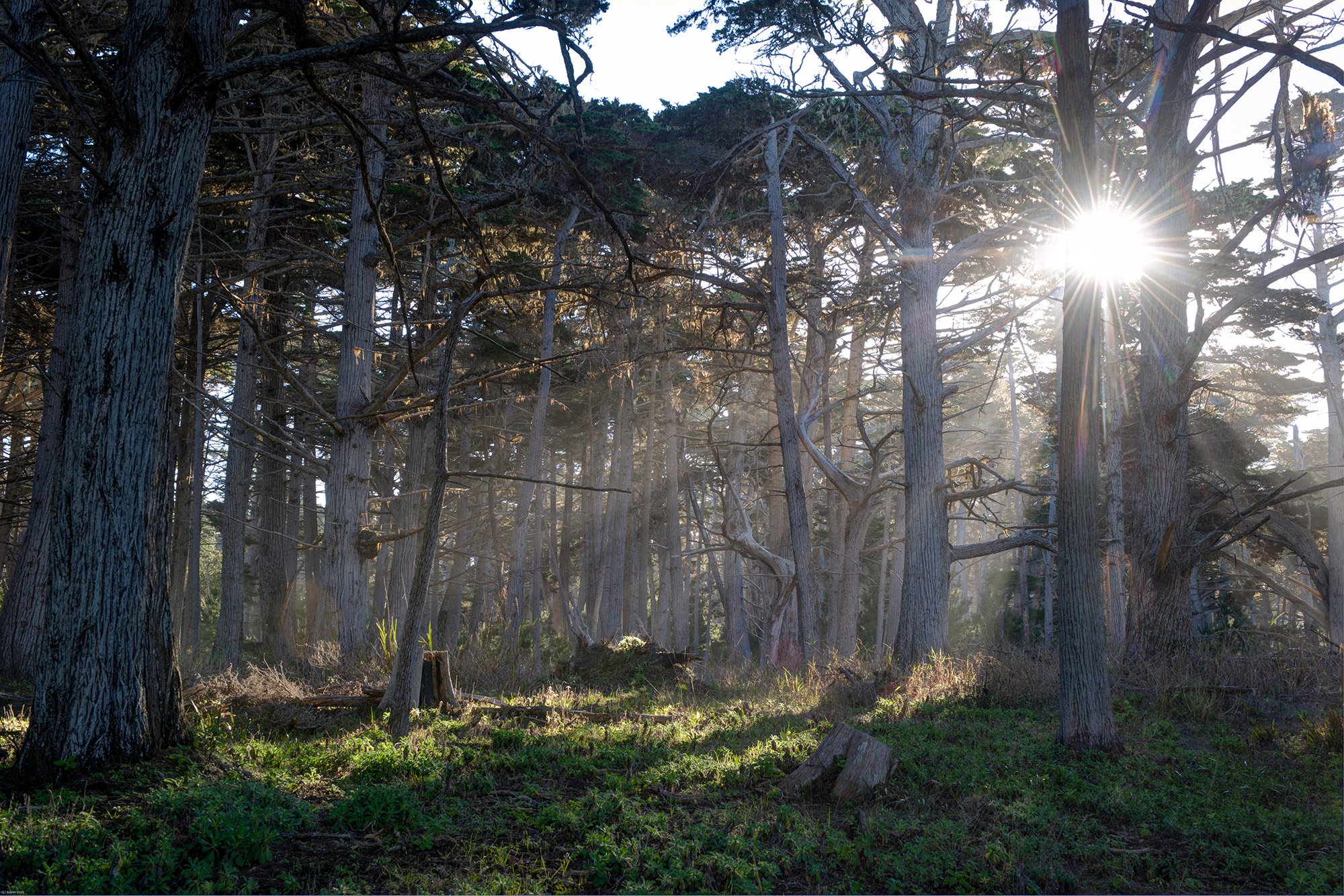 Crocker Grove on 17-Mile Drive