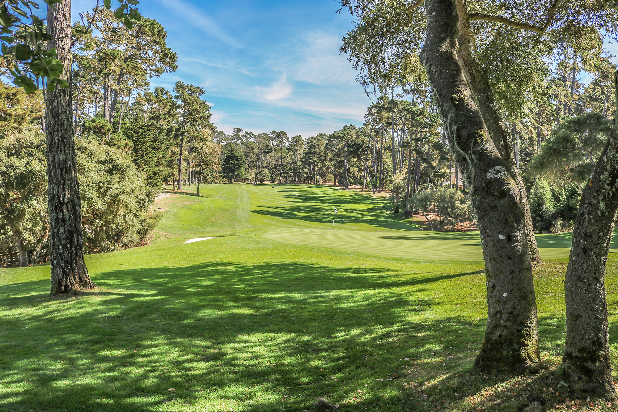 View from behind the 16th green at spyglass hill with tree trunks in foreground