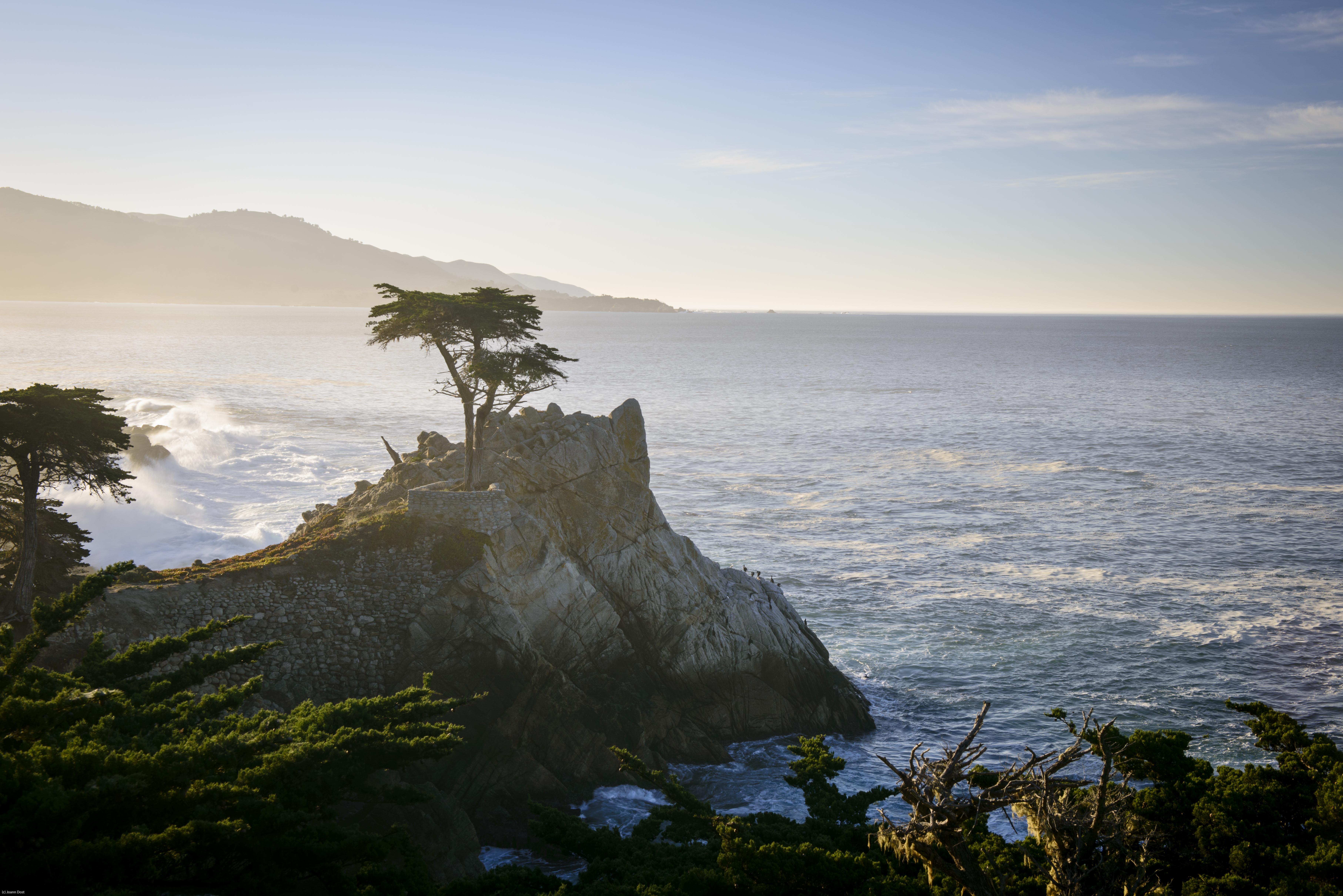 The Lone Cypress