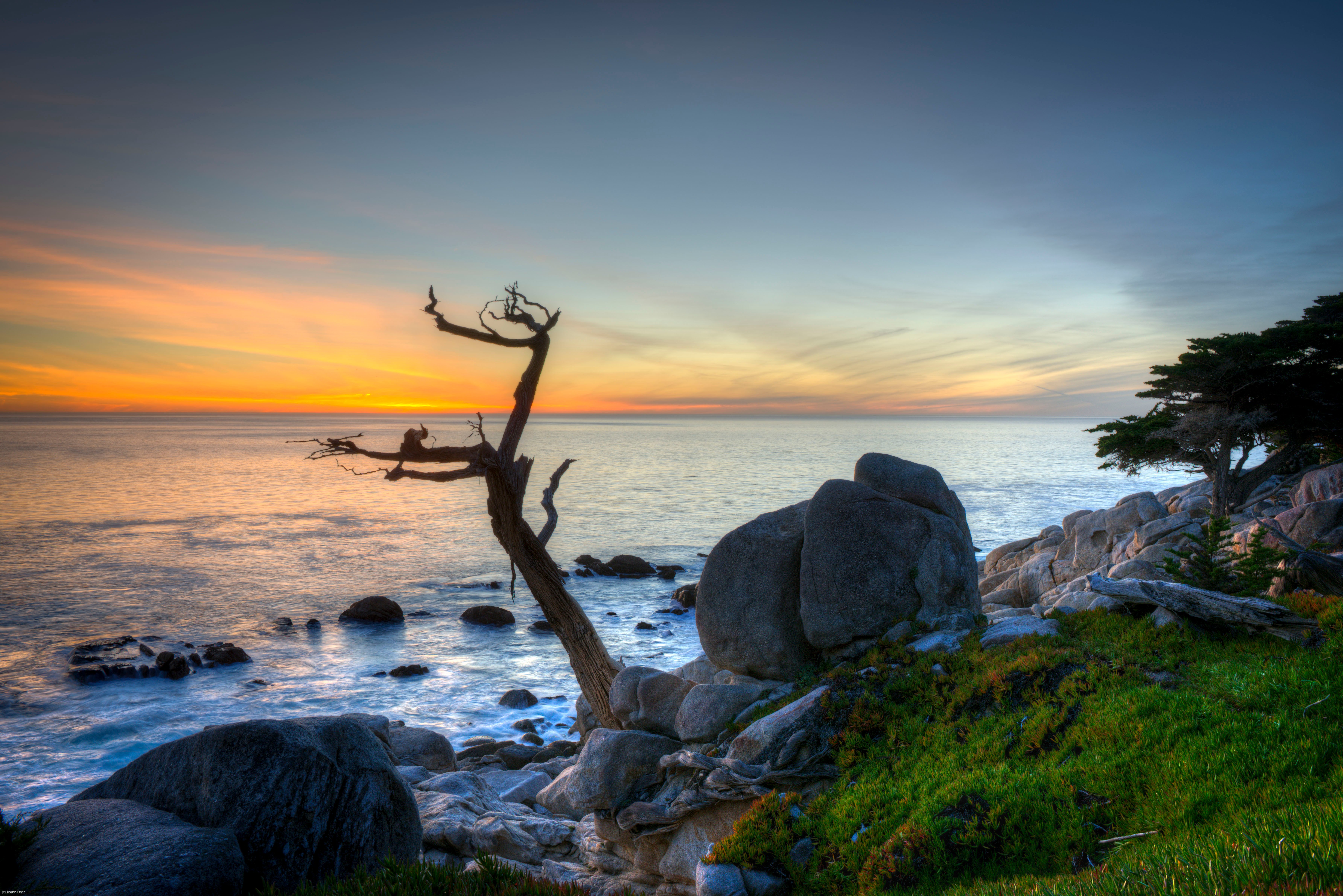 Ghost Trees at Pescadero Point on 17-Mile Drive