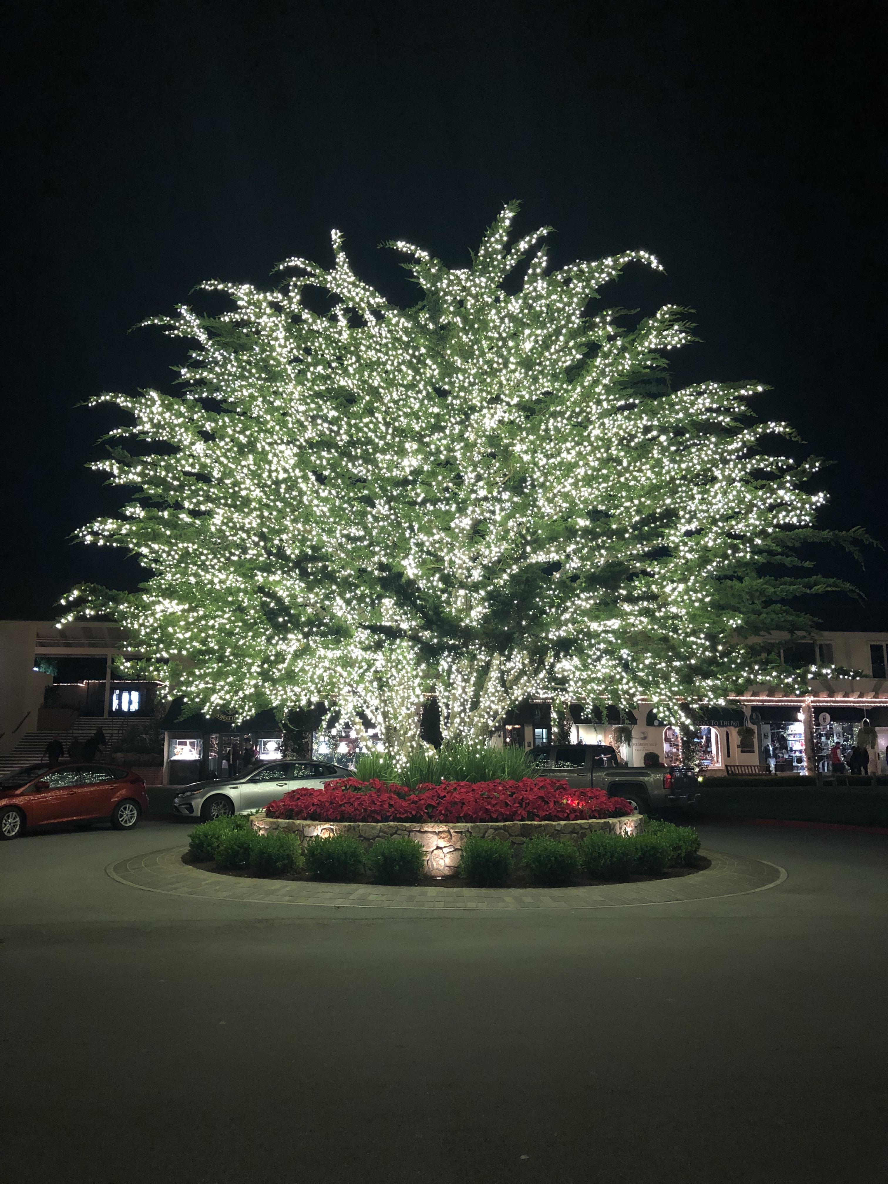 Tree lit at The Lodge