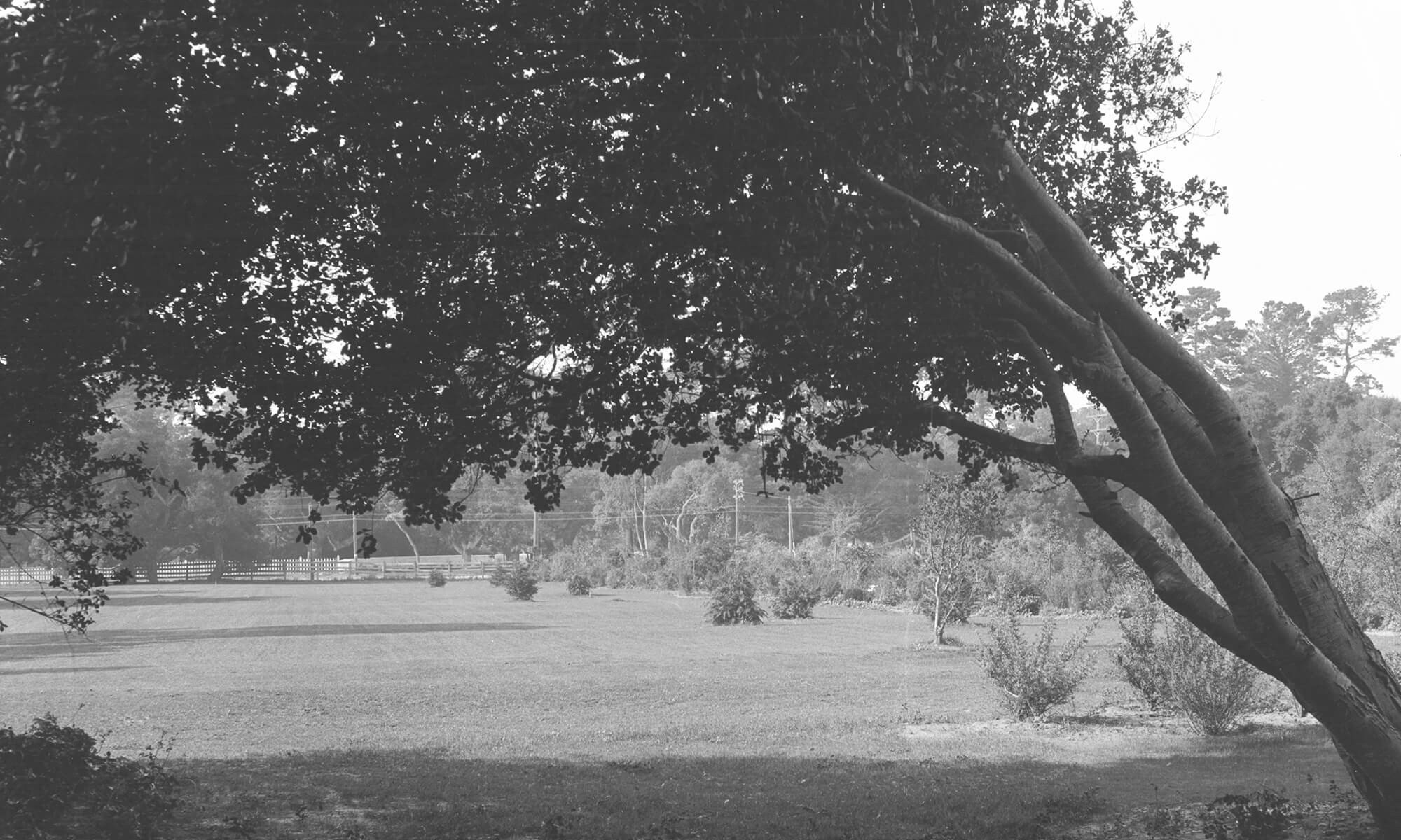 Tree covered golf course