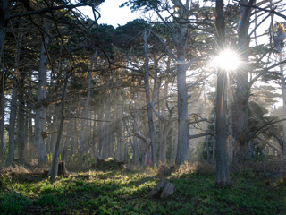 Sun sining through the trees