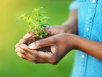 Two hands holding dirt with growing plant