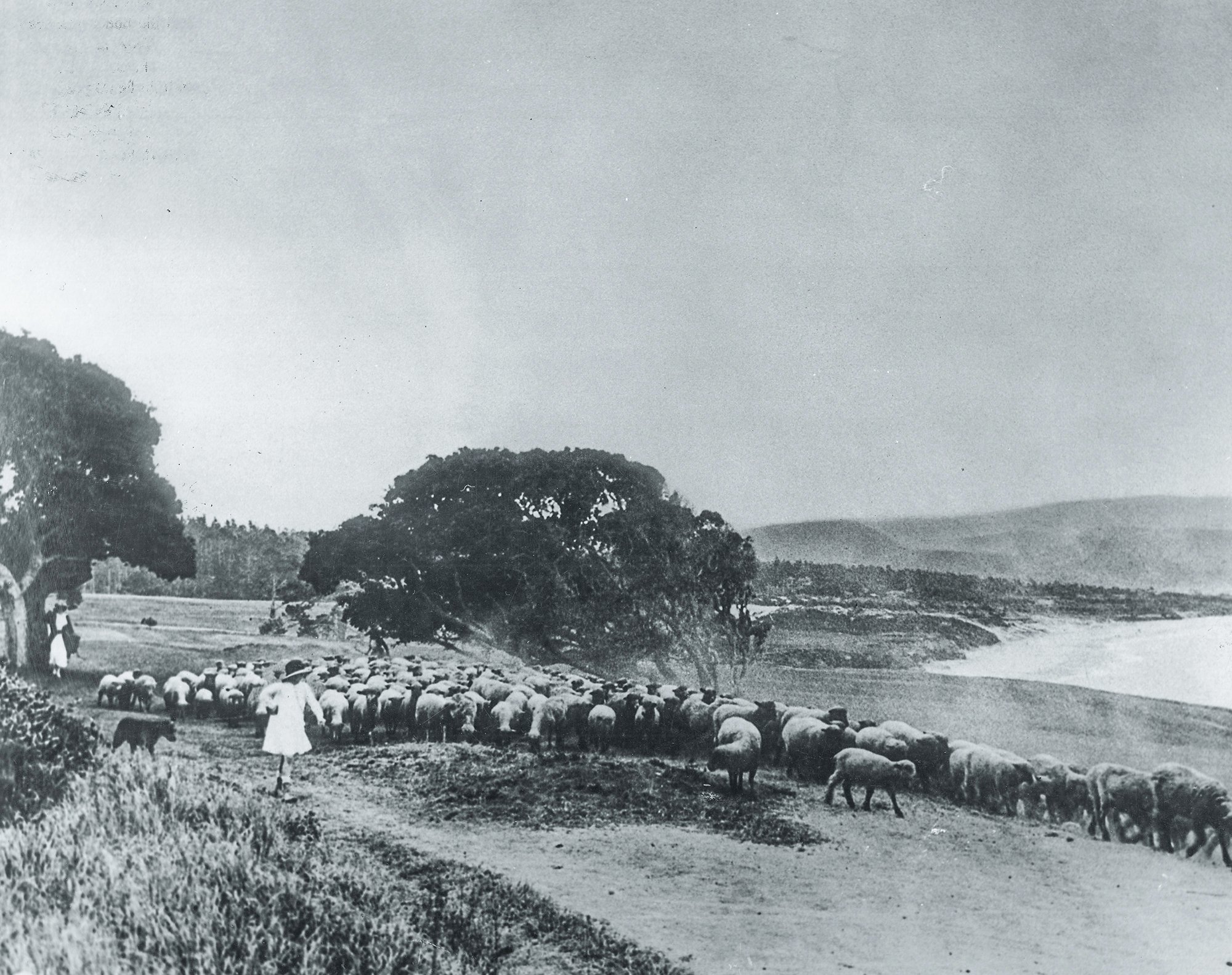 Sheep on the 14th hole at Pebble Beach