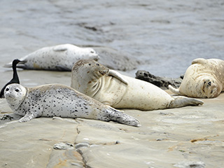 Sea lions laying on rocks