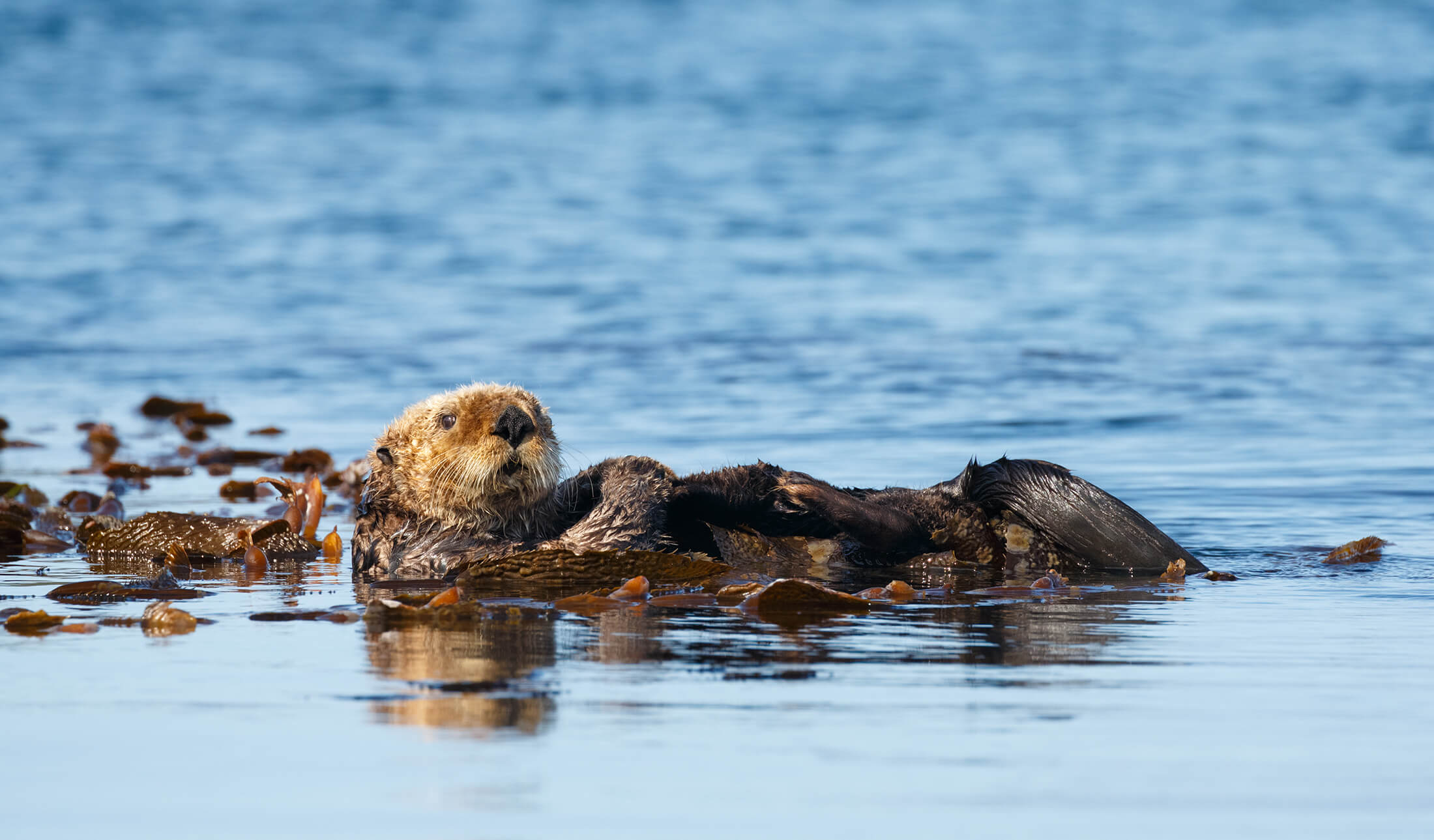 cute otters