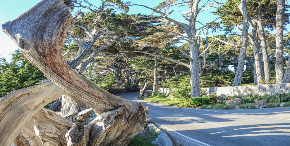 Large piece of drift wood and a portion of the 17-mile drive road with trees surrounding on a sunny day.