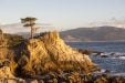 The Lone Cypress, February 2019